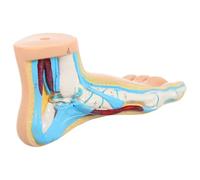 Abaodam Modèle Structure Osseuse du Pied en Vinyle Beige Anatomique Réaliste pour Cours D'anatomie et Formation Médicale