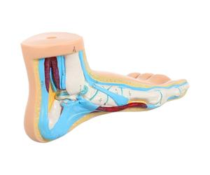 Abaodam Modèle Structure Osseuse du Pied en Vinyle Beige Anatomique Réaliste pour Cours D'anatomie et Formation Médicale