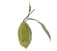 Abaodam Réplique Réaliste de Cabosse de Cacao Verte Décor Naturel pour Café Modèle Fruit Simulé pour Vitrine et Décoration Intérieure