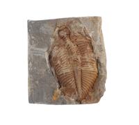 Abaodam Trilobites naturels - Pierre fossile originale en fossile marin ancien - Pour l'éducation scientifique et les décorations de bureau à domicile - et fidèle aux détails