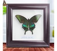 ABCCS Cadre Photo,Véritable Papillon Taxidermie encadré,spécimen de Papillons,Exquis Papillons spécimen d'insecte Cadre Photo Artisanat Affichage Cadre Photo Cadeau d'anniversaire décor à la Maison