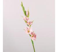 ABCWARRT 6pcs de Haute qualité glaïeuls artificiels PU Fake Flower Home Hôtel décoration Simulation glaïeuls Mariage décoration Fleurs (Rose)