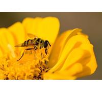 Abeille et étamine de Fleur - Puzzle de 8000 pièces pour Adultes - Idéal pour la Relaxation, la méditation et Le Jeu éducatif (14 Ans+)