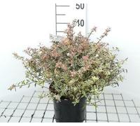 Abelia grand. 'Confetti'® ('conti'®) - Abélia Confetti 25- 30 cm Conteneur