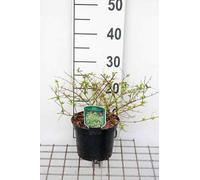 Abélia grand. 'Hopleys'® - Abelia grandiflora Hopleys conteneur 25- 30 cm