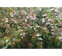 Abelia grandiflora - Abelie chinoise 50- 60 cm en conteneur