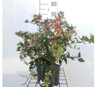 Abelia grandiflora - Abelie de Chine 25- 30 cm Conteneur
