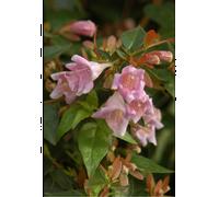 Abelia 'sherwood' taille du pot - en pot de 3 litres