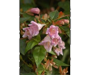 Abelia 'sherwood' taille du pot - en pot de 3 litres