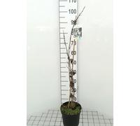 Abeliophyllum distichum - Forsythia des neiges 30- 40 cm conteneur