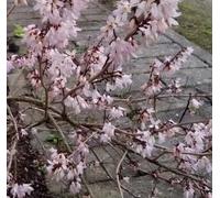 Abeliophyllum distichum 'Roseum' / Forsythia rose de Corée/Conteneur de 3 à 4 litres/Arbuste