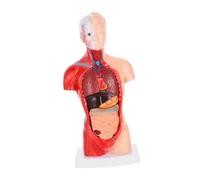 ABOOFAN 1Ensemble Anatomie Humaine Amovibles Outils Éducatifs pour Enseignement Écoles Hôpitaux Compréhension des Organes Internes de Structure