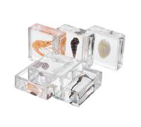 ABOOFAN 6 pièces Spécimens Marins Résine Éducatifs Modèles Coquillages Hippocampes et Crevettes Poids Durables pour Enseignement Scolaire Primaire et Jeux Éducatifs Plage