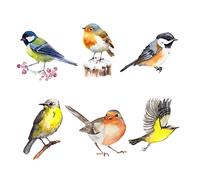 ABOOFAN Autocollants de Fenêtre Anti-collision Oiseaux en Pvc sans Colle Adhérence Statique, Décoration Créative pour Fenêtre et Protection des Animaux