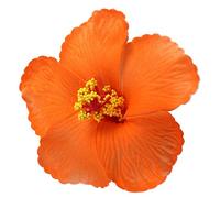 ABOOFAN Fleurs Artificielles Hibiscus Orange 1 Pièce Décoration de Table Clip Cheveux Accessoires Photo Fête à Thème Hawaïenne Bouquet Décoratif Présent Fête Bricolage