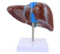 ABOOFAN Modèle Anatomique de Foie avec Base Modèle Réaliste pour Enseignement Éducatif et Adapté Aux Étudiants Médecine