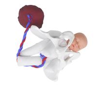 ABOOFAN Modèle de Bassin de Grossesse en Pvc Fœtus Détaillé, Cordon Ombilical et Placenta, Simulation Réaliste pour Formation Sage-femme et Cours Prénataux