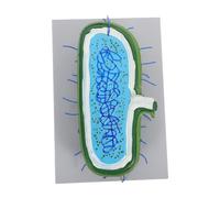 ABOOFAN Modèle de Cellule Interactive pour de Sciences Modèle Agrandi de Noyau avec Organites Détaillés Outil Pédagogique pour Apprentissage Pratique Biologie