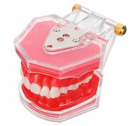 ABOOFAN Modèle de Dents pour Démonstration Modèle de Dent Humaine Amovible Outil Pédagogique pour Enseignement Oral