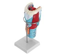 ABOOFAN Modèle Pédagogique Agrandi X2 Gorge Humaine en Plastique Base Anatomie Détaillée du Larynx Muscles et Vaisseaux Outil D’Apprentissage Scientifique pour Formation Médicale et