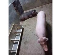 Abreuvoir robuste pour volaille, chèvre, bétail et poney, gamelle durable pour l'extérieur et l'intérieur