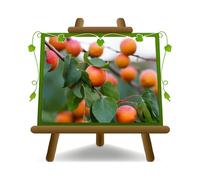 Abricotier Nourriture du paradis Ancienne Plante Fruitière Âge 2 ans | pot 20 cm Hauteur maximale 170 cm