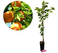 abricotier Prunus armeniaca