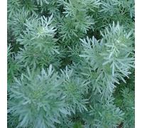 Absinthe - Artemisia absinthium, armoise - vivace