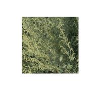 Absinthe Lambrook Silver