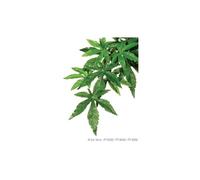 abutilon plante terrmm - pour reptile ou amphibien