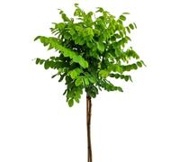 Acacia sphérique, Robinia Umbraculifera, tronc haut 125-150 cm