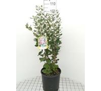 Acca sellowiana (feijoa sellowiana) - Goyave brésilienne conteneur 60- 80 cm