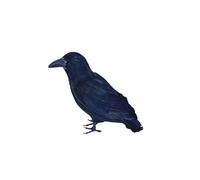 Accessoire De Costume D'Halloween En Plume Noire De Corbeau Raven