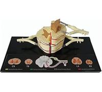 Accessoires d'apprentissage, modèle anatomique du nerf spinal humain | Modèle de grossissement Description détaillée du produit, utilisé dans la recherche, outils pédagogiques