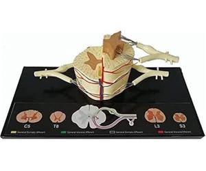 Accessoires d'apprentissage, modèle anatomique du nerf spinal humain | Modèle de grossissement Description détaillée du produit, utilisé dans la recherche, outils pédagogiques