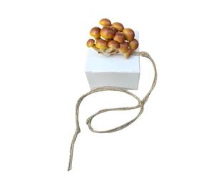 Accessoires pour Araignées Sauteuses - Enclos avec Plateforme Champignon | Cachette Et Aire D’Escalade Magnétique | Bande D’Escalade éTendue pour Petits Reptiles Et Animaux Exotiques