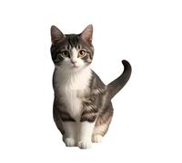 Accessoires pour chats mignons Pendentifs pour chats mignons utilisés pour la décoration de l'arbre de Noël Pendentifs de décoration pour la voiture et la maison pour les amateurs de (B, One Size)