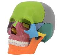 Accessoires pour la Maison, crâne Humain coloré 1:2, Moule en PVC, crâne Anatomique Amovible avec 15 pièces d'assemblage et livret de Description du Squelette,
