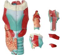 Accessoires pour la Maison, Modèle d'anatomie du Larynx Humain, Modèle de Simulation d'articulation du Larynx Humain agrandi professionnellement Anatomie médica