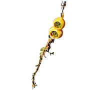Accessoires pour Mantes Et Araignées Sauteuses,Ornement Magnétique pour Terrarium de Reptiles | Grotte de Repos Araignée Sauteuse | pour Grimper Reposer Chercher Nourriture