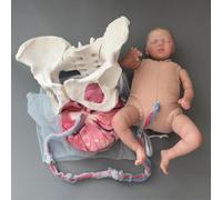 Accouchement Démonstration Bassin Mannequin Modèle,Ensemble 5en1Simulateur Bassin Modèle anatomique Comprend des modèles de bébé,d'amnios,de cordon ombilical,de bassin et de placenta
