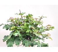 Acer Campestre Nanum Érable 60-100 cm