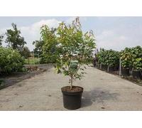 Acer ginnala 'Bailey Compact®' - Érable du Japon en conteneur 50- 60 cm