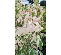Acer negundo 'Flamingo' / Érable à feuille de frêne panaché de rose et crème/Conteneur de 7 à 10 litres/Touffe