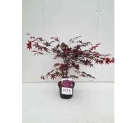 Acer palm. 'Bloodgood' - Erable Du Japon, Érable Palmé 'Bloodgood' 50-60 cm en pot