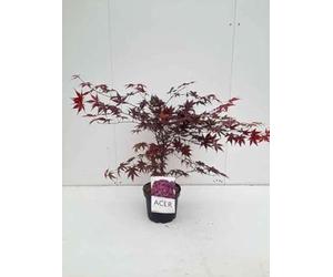 Acer palm. 'Bloodgood' - Erable Du Japon, Érable Palmé 'Bloodgood' 50-60 cm en pot