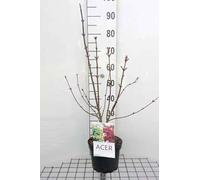 Acer palm. 'Osakazuki' - Erable Du Japon,Érable Palmé Osakazuki' 50-60 cm en pot