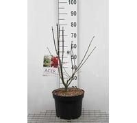 Acer palm. 'Osakazuki' - Erable Du Japon,Érable Palmé Osakazuki' 60-80 cm en pot