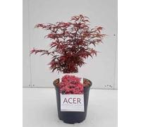 Acer palm. 'Shaina' - Erable Du Japon,Érable Palmé 'Shaina' 50-60 cm en pot