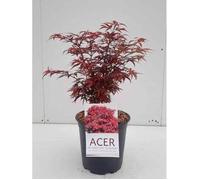 Acer palm. 'Shaina' - Erable Du Japon ,Érable Palmé 'Shaina' 50- 60 cm en pot